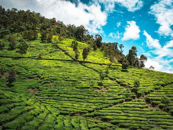Quelle est la période idéale pour une randonnée à travers les champs de thé en Chine ?