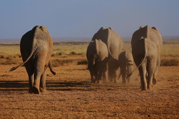 À quelle période de l'année observer le grand rassemblement des éléphants au Sri Lanka ?